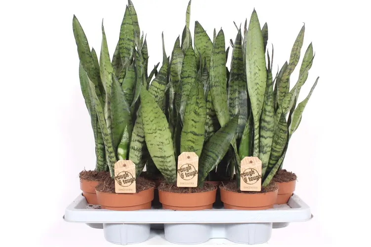 Sansevieria Zeylanica črepník 14 cm