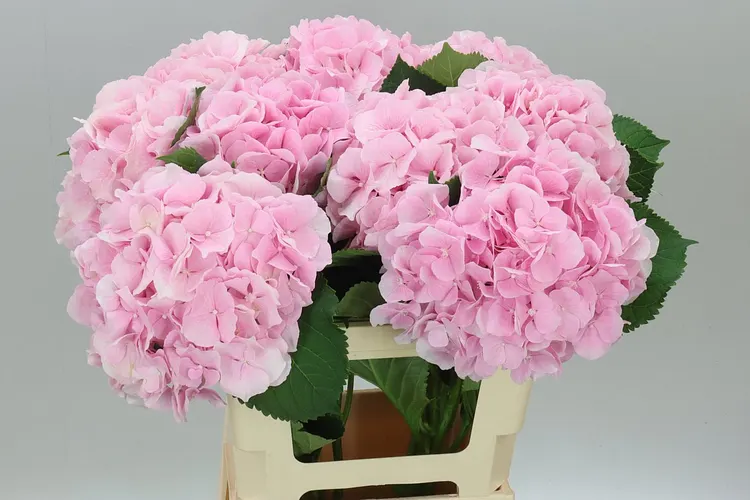 Hortenzia Verena Pink Pale 60 cm