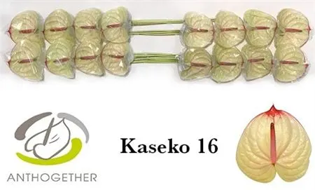 Anth Kaseko