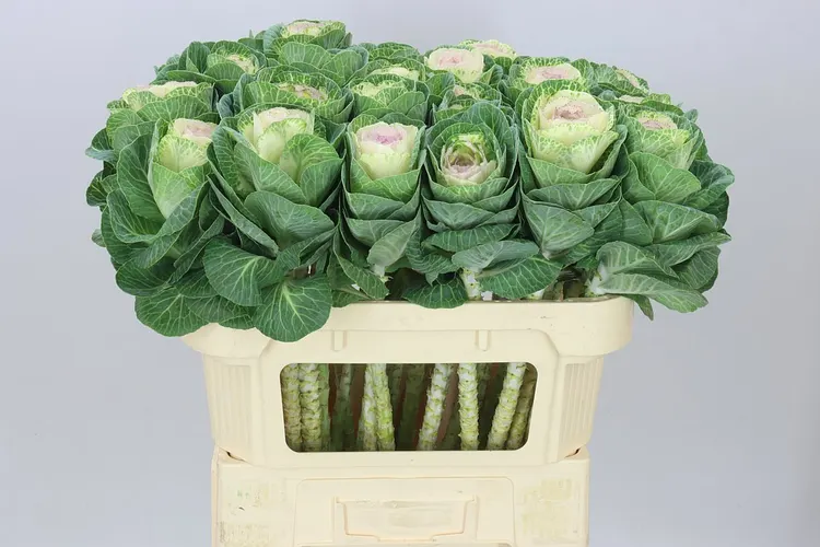 Okrasná kapusta Bicolour 70 cm