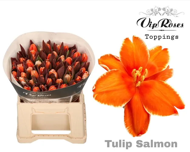Tulipán jednoduchý A Salmon 40 cm