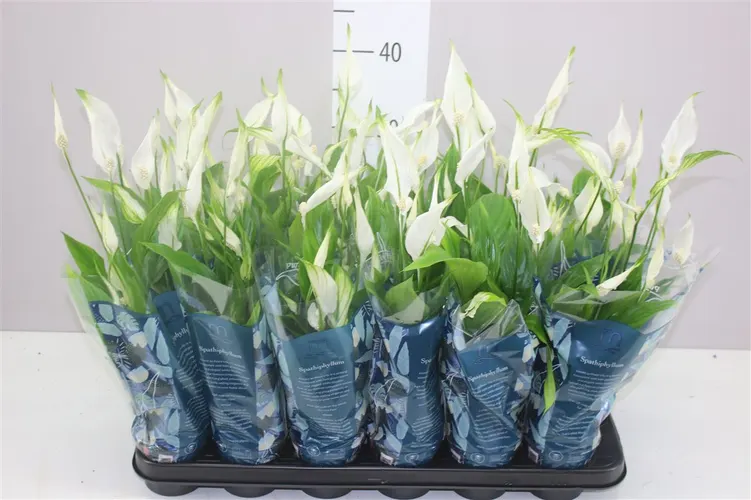Spathiphyllum Chopin črepník 9 cm