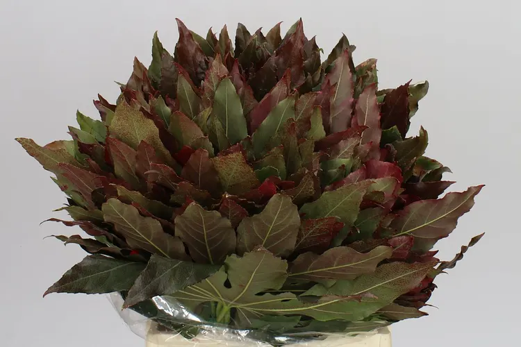 Aralia Authumn 50 cm