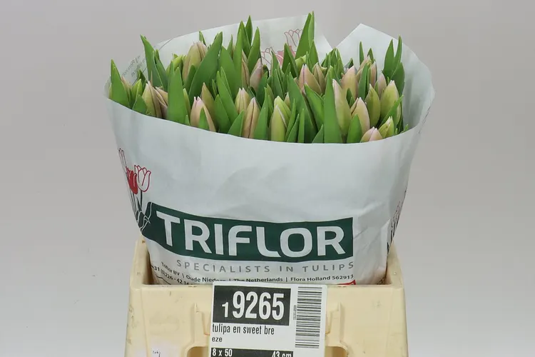Tulipán jednoduchý Sweet Breeze 43 cm