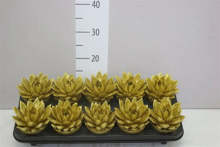 Echeveria Gold + Glitter črepník 10,5 cm
