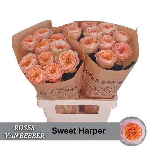 Ruža Sweet Harper! 60 cm