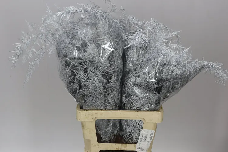 Asparagus Extra Veren Silver 65 cm