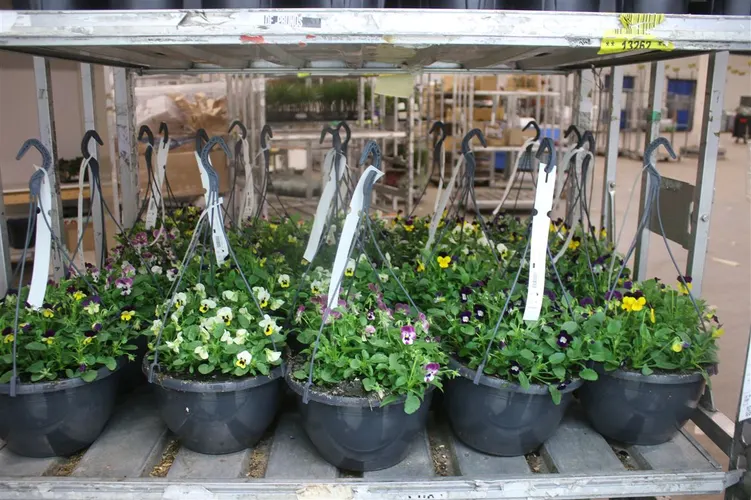 Viola F1 Gemengd Hang črepník 25 cm