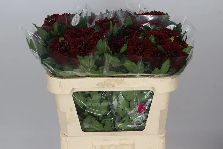 Chryzantéma veľkokvetá Pip Red 70 cm