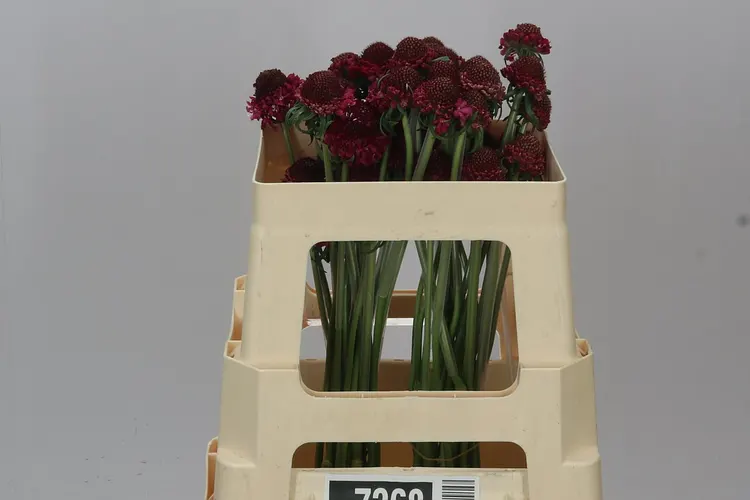 Scabiosa Atr Strawberry Scoop 50 cm