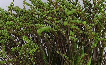 Crocosmia Berries Green 70 cm