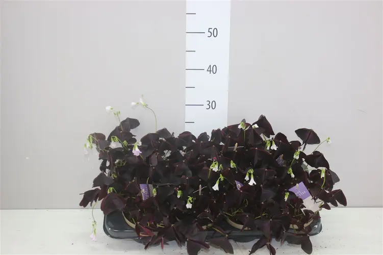 Oxalis Triangularis črepník 12 cm