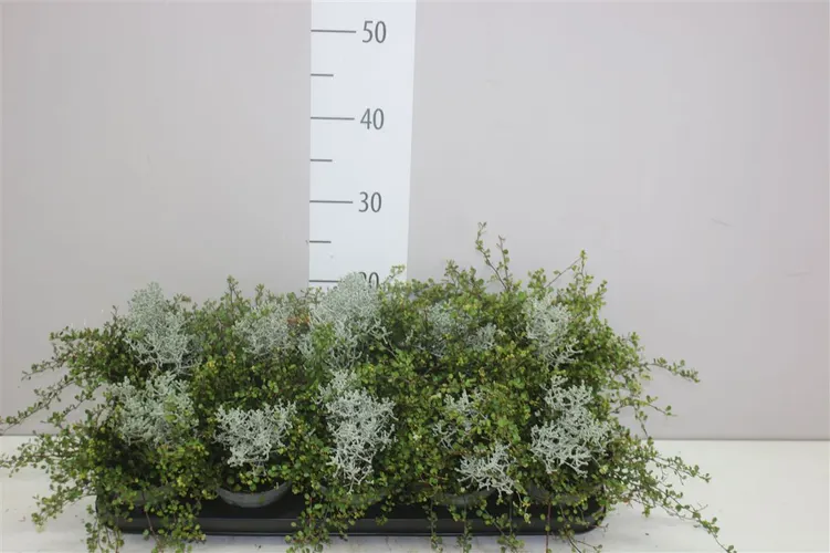 Calocephalus/muehlenbeckia črepník 12 cm
