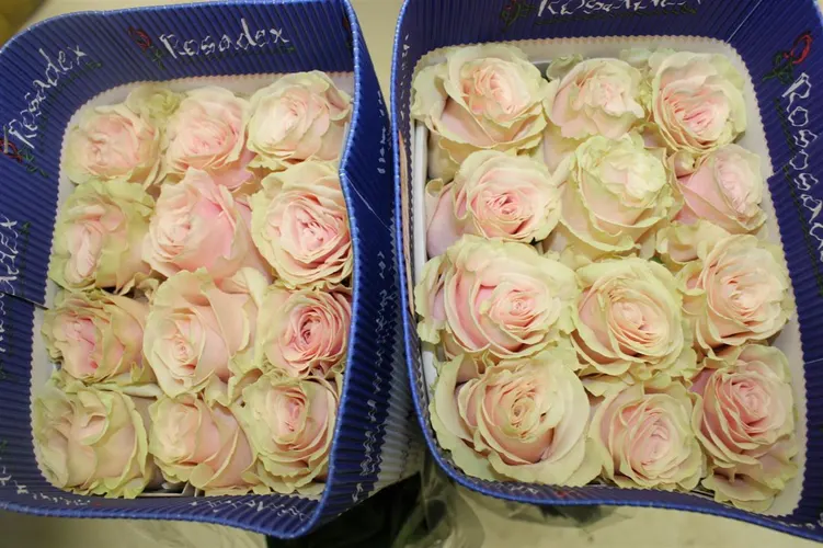 Rosa Gr Ec Pink Mondial 40 cm