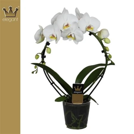 Orchidea Phalaenopsis Mirror biela, 2 výhony črepník 12 cm