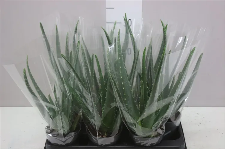 Aloe Vera črepník 10,5 cm