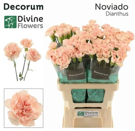 Di St H. Noviado 60 cm