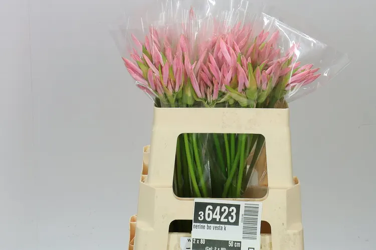 Nerine Bo Vesta K 50 cm