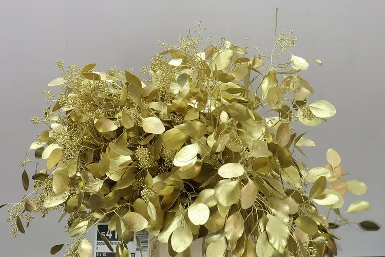 Eukalyptus Populus Berries Gold 50 cm