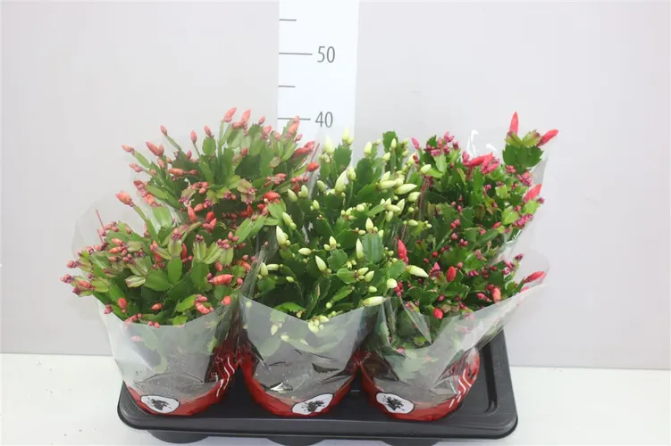 Schlumbergera mix črepník 17 cm