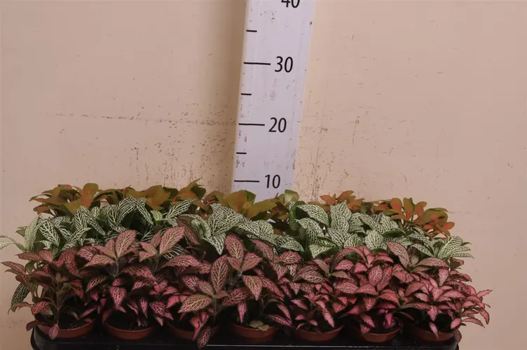 Fittonia mix črepník 8,5 cm