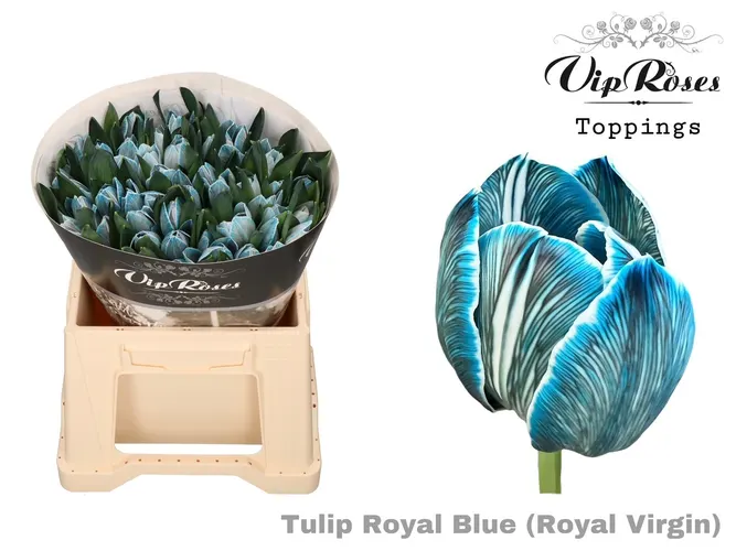 Tulipán jednoduchý Rv Royal Blue 38 cm