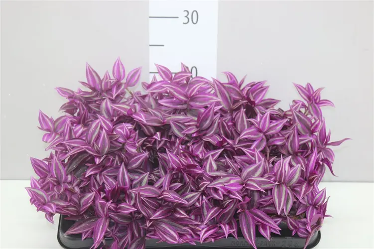 Tradescantia Pink Paradise črepník 10,5 cm