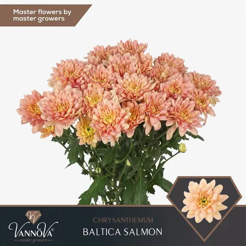 Chr T Baltica Salmon 70 cm