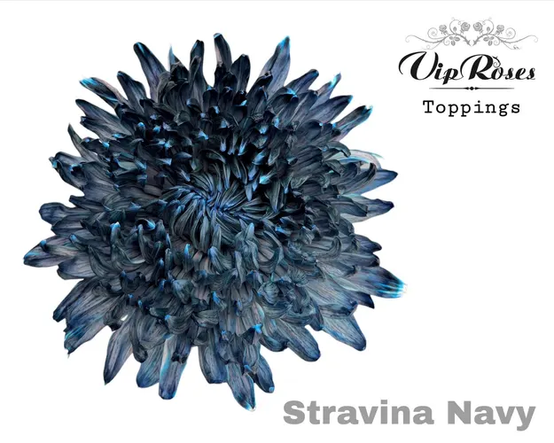 Chr G Stravina Navy 65 cm