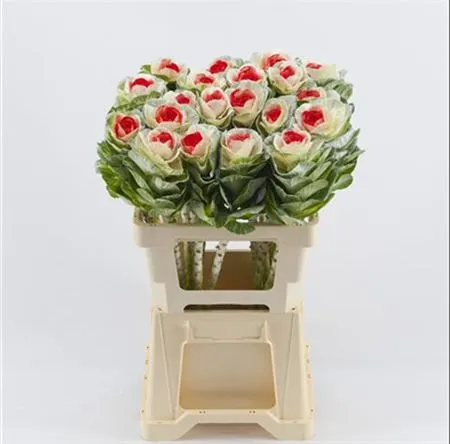 Brassica Painted White Red 60 cm