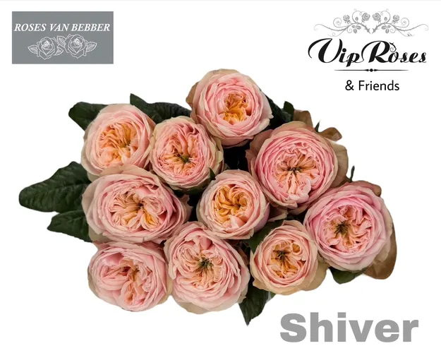 R Gr Shiver! 60 cm