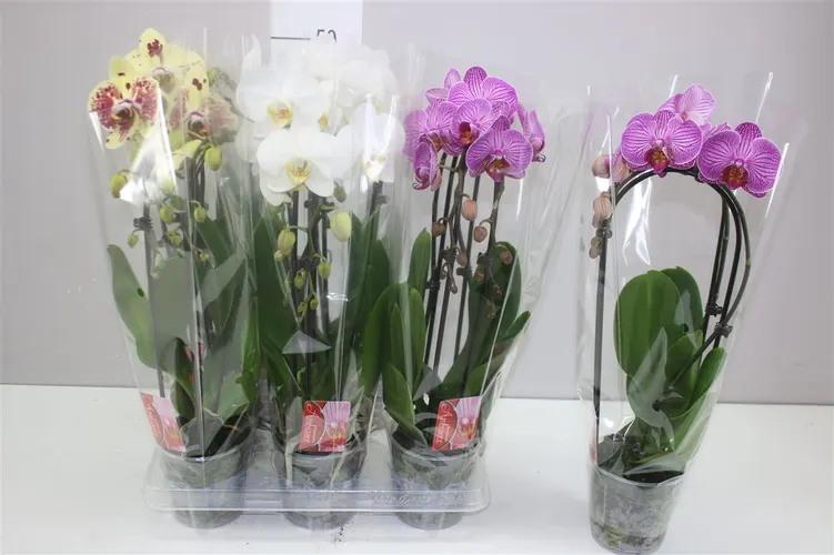 Orchidea Phalaenopsis Cascade mix, 2 výhony črepník 12 cm