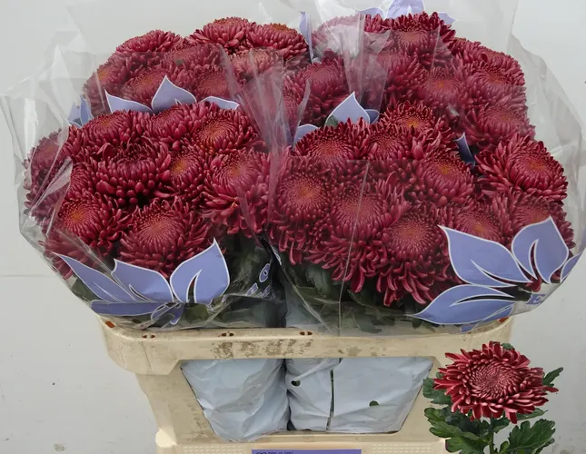 Chr G Bigoudi Red 75 cm