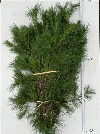 Pinus Handbos X 10 90 cm