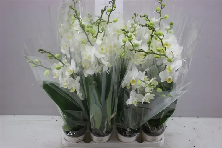 Phal Midi Wit 2 Tak črepník 9 cm