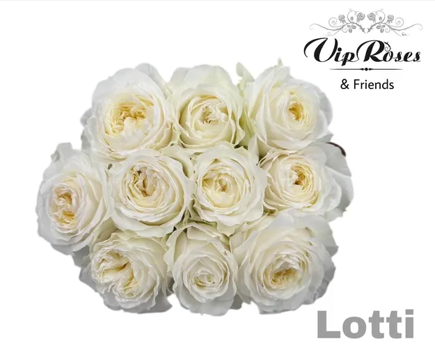 R Gr Lotti+ 70 cm