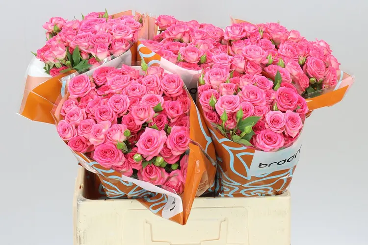 Rosa Tr Sweet Julia 60 cm