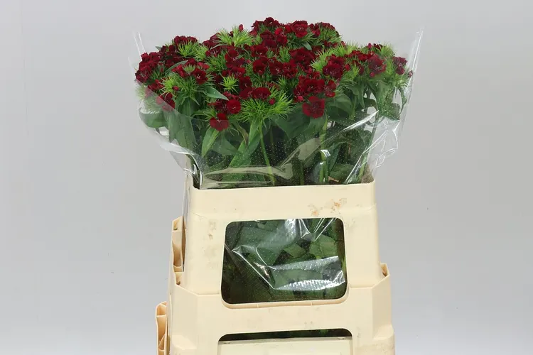 Di Barb Red 55 cm
