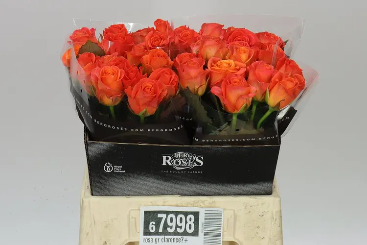 Ruža Clarence? 40 cm