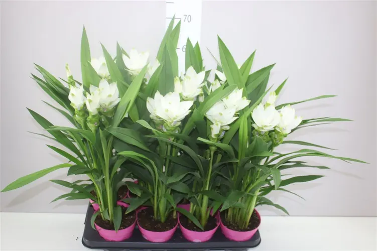 Curcuma Siam Sisto črepník 14 cm