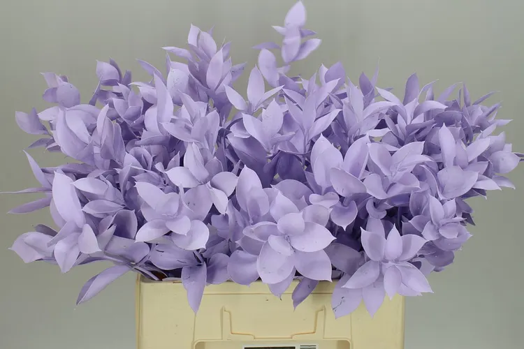 Ruskus farbený Light Milka 60 cm