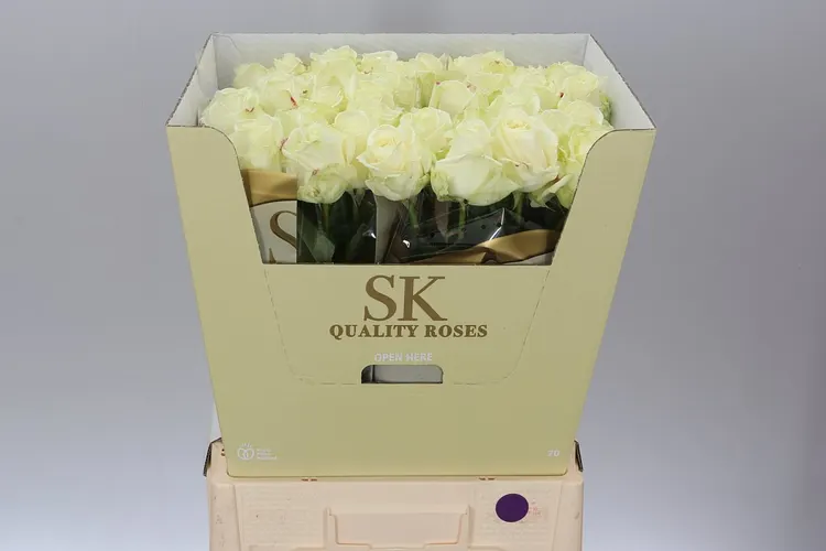 Rosa Gr Avalanche Sk White Gold 80 cm