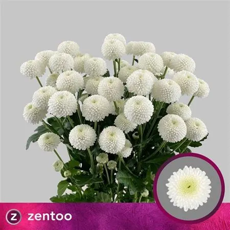 Chr T Newton 70 cm