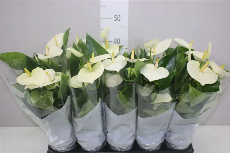 Antúrium biele črepník 12 cm