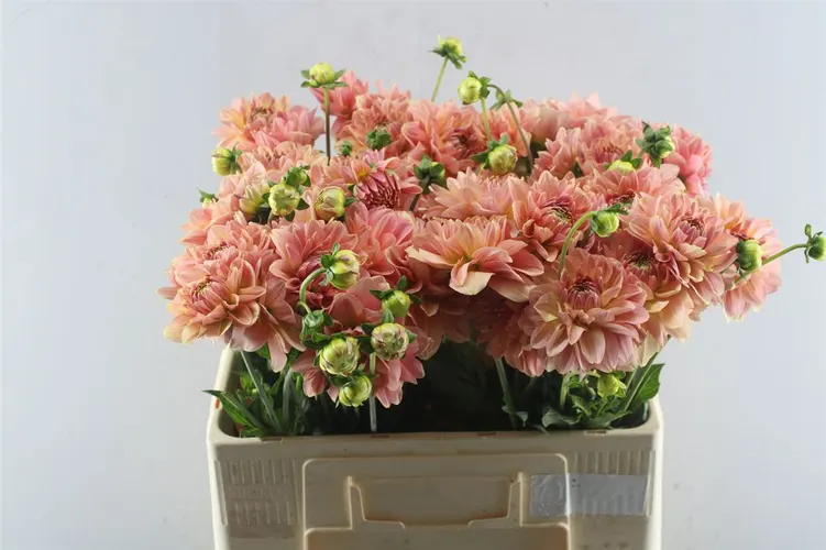 Dahlia Peach Delight 55 cm