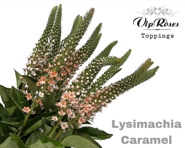 Lysimachia Caramel 70 cm