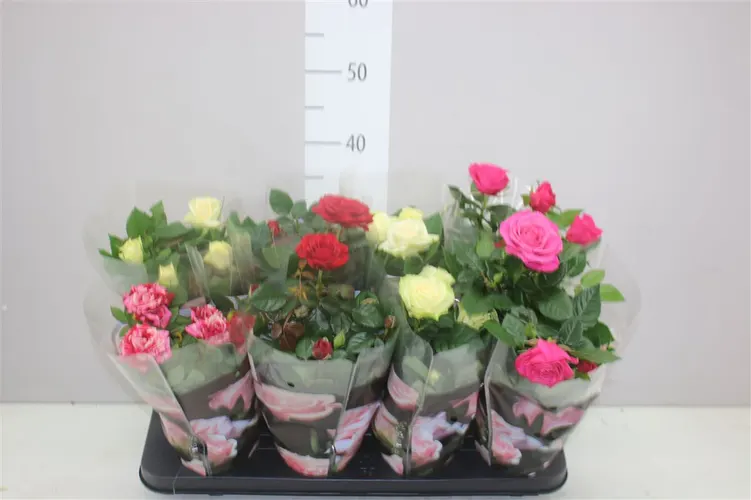 Ruža črepníková Patio mix črepník 13 cm