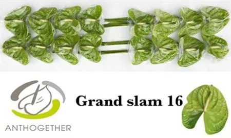Anth Grand Slam