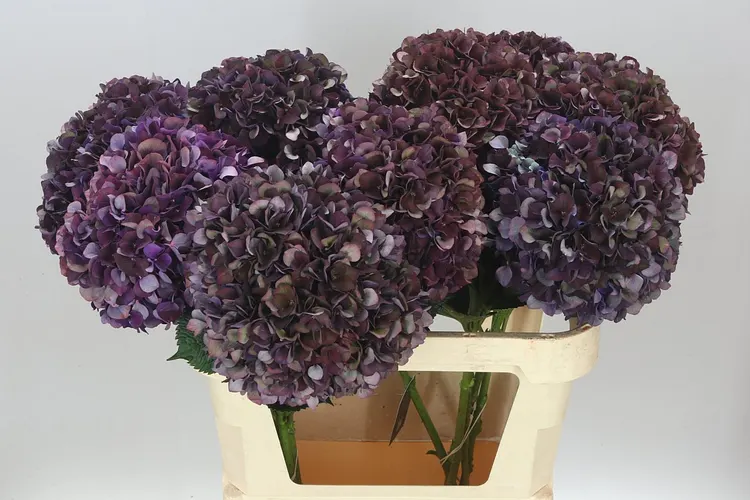 Hortenzie (Hydrangea)