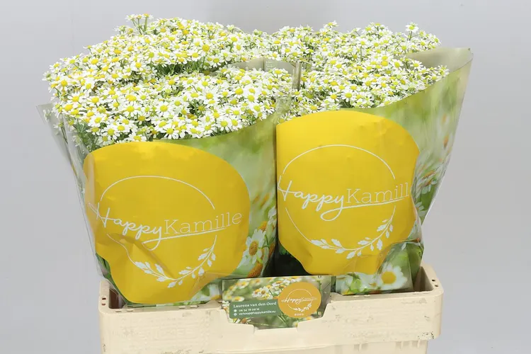 Tanacetum Single Vegmo 60 cm